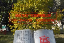 景观造型 文化